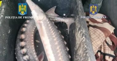 Stire din Eveniment : Prinși cu sturioni în portbagaj. Doi bărbați s-au ales cu dosar penal