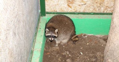 Un raton și prietenele sale fac senzație în Microrezervația de la Constanța (GALERIE FOTO) - 6