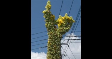 Imagini șocante. Iată adevăratele urmări ale dezastrului nuclear de la Fukushima - 5
