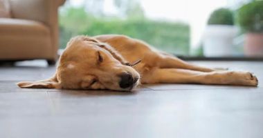 Stire din Actualitate : Un câine a devenit erou, după ce a salvat viața stăpânului său