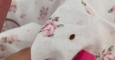 Stire din Eveniment : Amendă de 8.000 de lei după invazia ploșnițelor într-un cămin studențesc