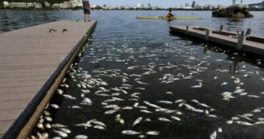Stire din Actualitate : JO2016: Peste 30 de tone de pește mort îndepărtate din baza olimpică de canotaj de la Rio