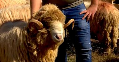 Stire din Social : Cel mai scump berbec din România costă cât avansul pentru un apartament sau o mașină second hand
