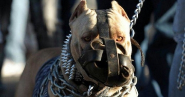 Scene macabre în Constanța / PITBULL SPINTECAT DE VIU CU TOPORUL, în plină stradă
