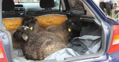 Stire din Social : Atenționare ANPC: “Nu cumpărați carne de miel din portbagajele mașinilor și ouă de pe marginea drumului”