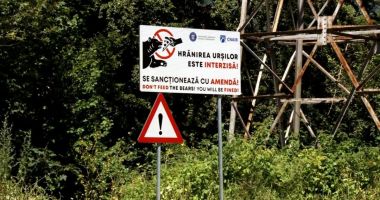 Stire din Eveniment : Cei care hrănesc urșii și fac fotografii vor fi aspru pedepsiți. În 10 ani s-au dat doar 18 sancţiuni