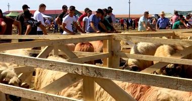Cel mai scump berbec din România costă cât avansul pentru un apartament sau o mașină second hand - 2