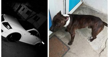 Stire din Eveniment : Oferă ca recompensă un Audi TT celui care îi aduce înapoi câinele pierdut la gară