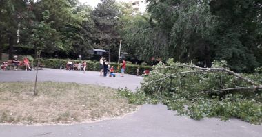 PANICĂ ÎN PARCUL TĂBĂCARIEI. Copil la un pas să fie strivit de un copac căzut din senin ! - 3