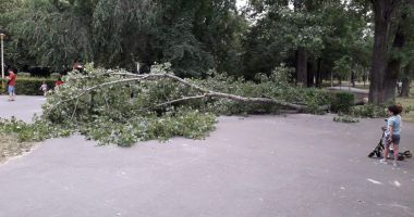 PANICĂ ÎN PARCUL TĂBĂCARIEI. Copil la un pas să fie strivit de un copac căzut din senin ! - 2