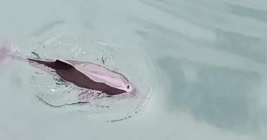 UPDATE. Intervenție contra timp, pentru salvarea unui pui de delfin