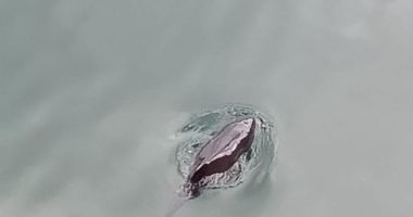 UPDATE. Intervenție contra timp, pentru salvarea unui pui de delfin - 3