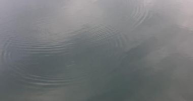 UPDATE. Intervenție contra timp, pentru salvarea unui pui de delfin - 2