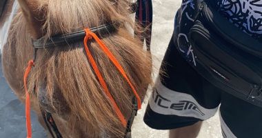 Ponei deshidrataţi şi apatici, folosiţi abuziv pentru distracţia turiştilor de pe plajă! Ce măsuri au luat poliţiştii - 2