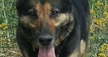Rebada, câinele de nota 10 al jandarmeriei constanţene şi instructorul său ies la pensie - 2