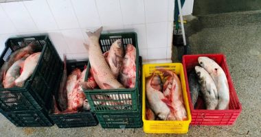 Stire din Eveniment : 175 kg de pește, fără documente justificative, descoperite de polițiștii de frontieră tulceni, în portbagajul unui autoturism