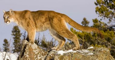 Un alergător atacat de o pumă a reușit să o omoare