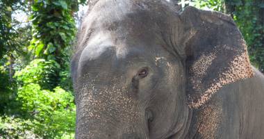 Căldură mare în Thailanda: Animalele din grădinile zoologice primesc înghețată pe băț