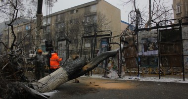 IMAGINI incredibile pe b-dul Tomis / Copac smuls din rădăcini și aruncat în mijlocul drumului - 2