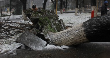 IMAGINI incredibile pe b-dul Tomis / Copac smuls din rădăcini și aruncat în mijlocul drumului - 6