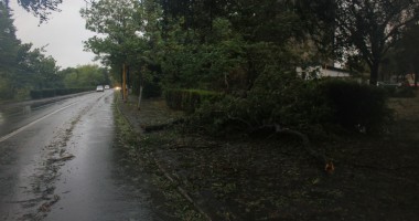 Mai mulți copaci căzuți pe străzile din municipiul Constanța - 4