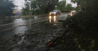 Mai mulți copaci căzuți pe străzile din municipiul Constanța - 5