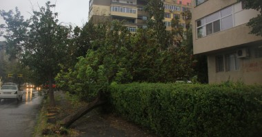 Mai mulți copaci căzuți pe străzile din municipiul Constanța - 6
