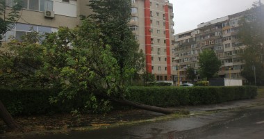Mai mulți copaci căzuți pe străzile din municipiul Constanța - 7