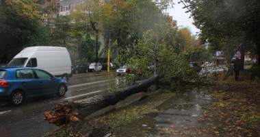 Galerie FOTO. Furtuna face ravagii în Constanța: un copac a rupt firele de electricitate și a lăsat zona fără curent electric - 3