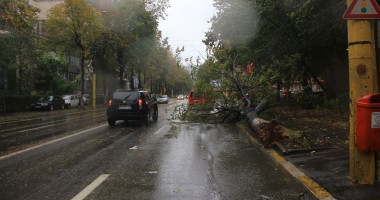 Galerie FOTO. Furtuna face ravagii în Constanța: un copac a rupt firele de electricitate și a lăsat zona fără curent electric - 4