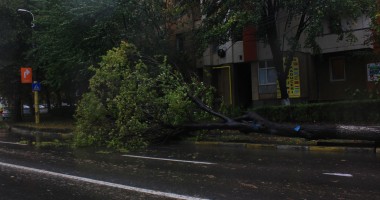 Galerie FOTO. Furtuna face ravagii în Constanța: un copac a rupt firele de electricitate și a lăsat zona fără curent electric - 6