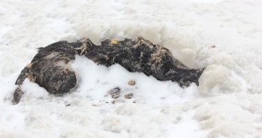 Imagini inedite/ Marea Neagră încremenită - 14