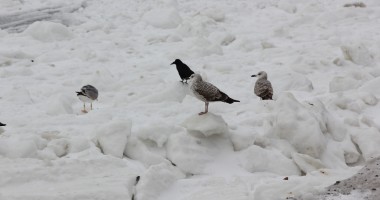 Imagini inedite/ Marea Neagră încremenită - 19