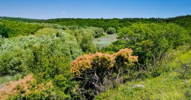 Stire din Social : Unde sunt pădurile Constanței? Avem  cel mai arid județ, dar autoritățile sunt mulțumite
