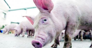Stire din Economie : Importurile ilegale de porci vii, produsele din carne și biosecuritatea scăzută în exploatații