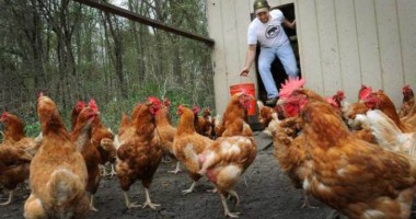 În atenția crescătorilor de păsări