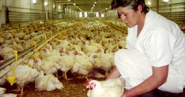Stire din Economie : În atenția crescătorilor de păsări care au nevoie de credite