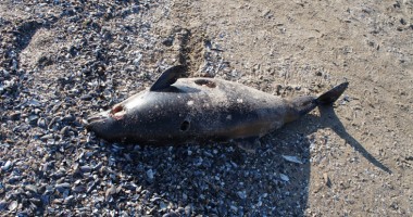 Stire din Social : Încă un delfin mort pe plajele din Constanța