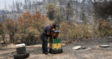 Stire din Actualitate : Incendiile din Grecia şi Turcia vor avea un impact devastator asupra albinelor