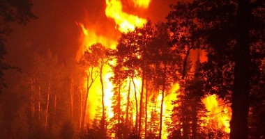 Stire din Eveniment : Incendiu în Rezervația Biosfera Delta Dunării