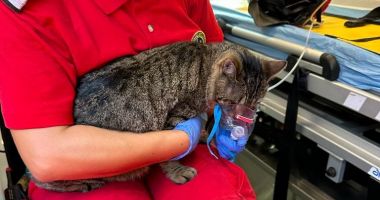 Incendiu într-o gospodărie din Valu lui Traian. Mai multe animale de companie au fost salvate - 3