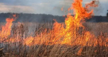 Incendiu de vegetație uscată pe DN2A, între Nicolae Bălcescu și Dorobanțu