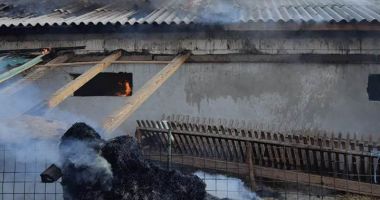 Incendiu puternic la Tariverde. Intervin zeci de pompieri. Mai multe animale sunt prinse în interiorul grajdului care arde - 2