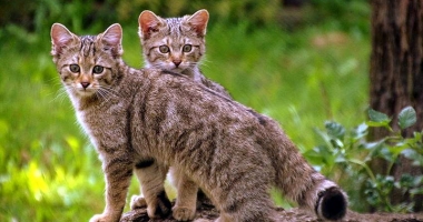 Stire din Social : Începe masacrul animalelor sălbatice!