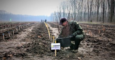 Stire din Social : Încep împăduririle de primăvară. Romsilva va planta peste 19 milioane de puieți forestieri
