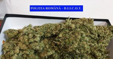 Stire din Eveniment : Captură impresionantă a DIICOT: 17 kg de canabis aduse în țară pentru a fi comercializate pe litoral