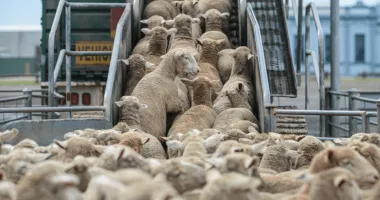 Stire din Actualitate : Produsele românești de origine animală cuceresc piețele externe