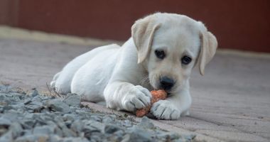 Stire din Social : Fotbaliştii susţin adoptarea câinilor de la adăpostul public de animale abandonate