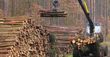 Stire din Economie : Industria forestieră reacționează la acuzațiile din spațul public