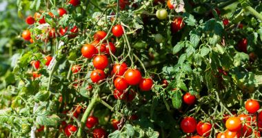 Stire din Economie : Investiţii, agricultură, banking. INFO economic